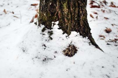 겨울풍경 나무와 눈1