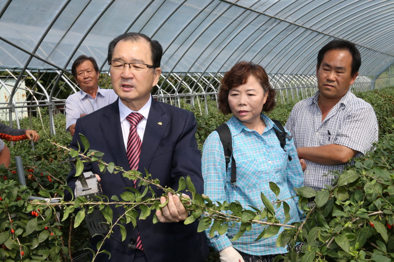 0919구기자수확기 시연
