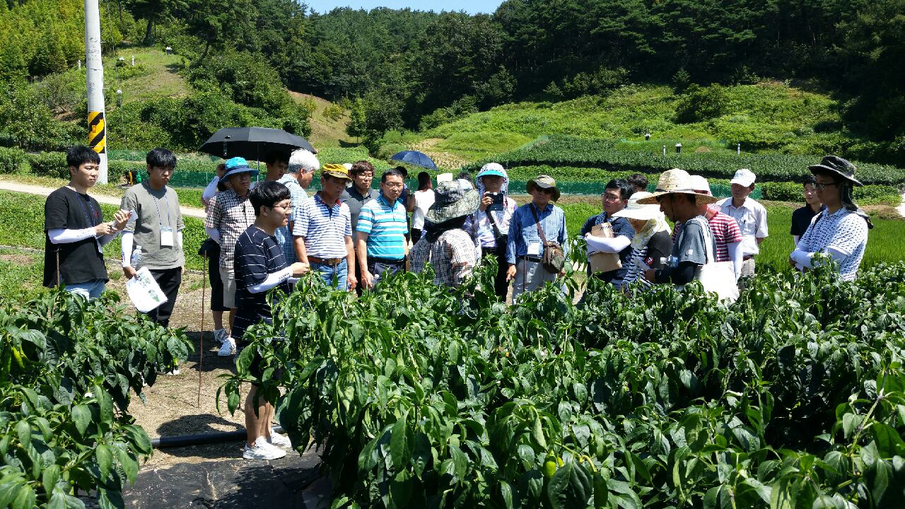 0812 고추 재배현장 컨설팅1