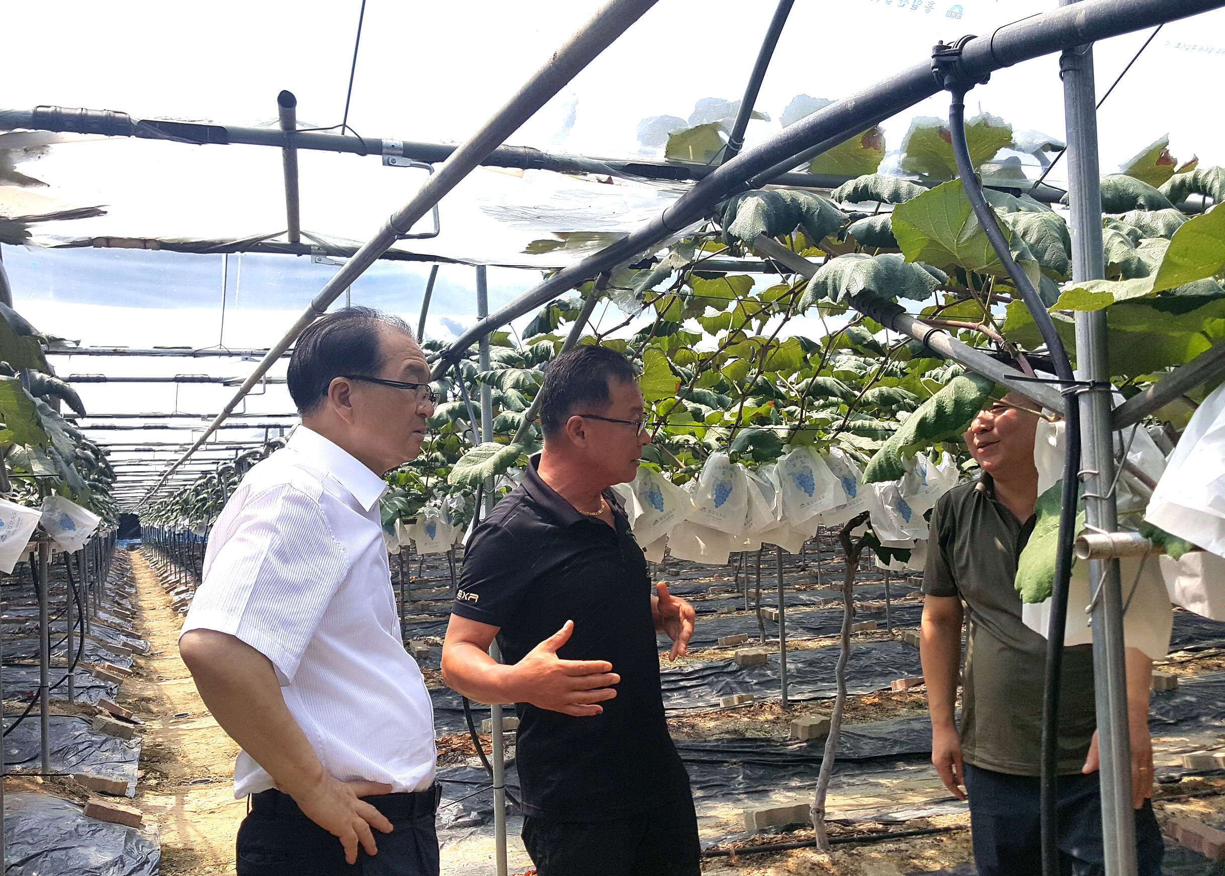 0816 포도작목반 간담회