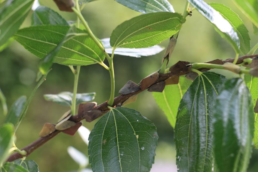 0817 갈색날개매미충