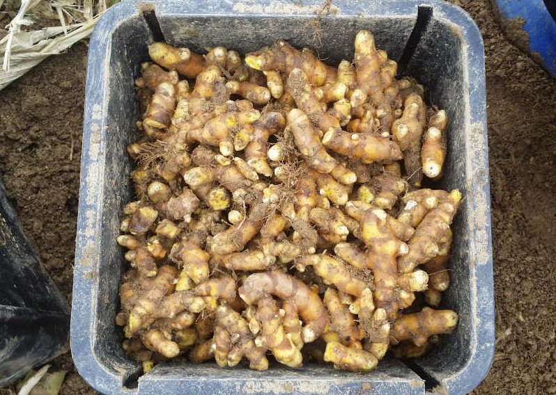 1123 청양울금 수확2