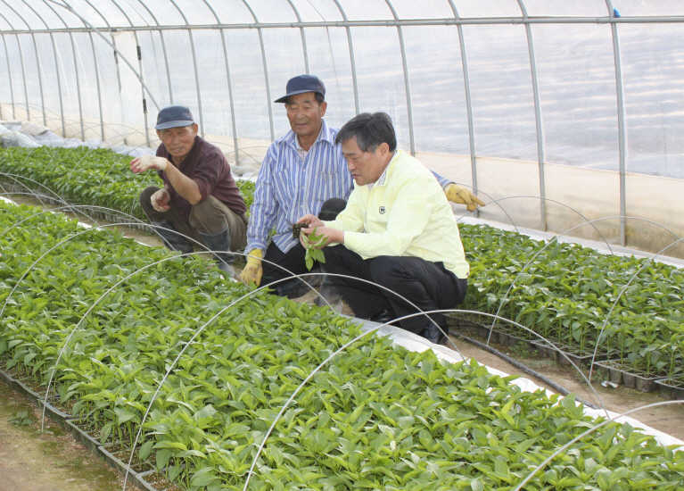 0119 고추파종 및 육묘관리 중점지도