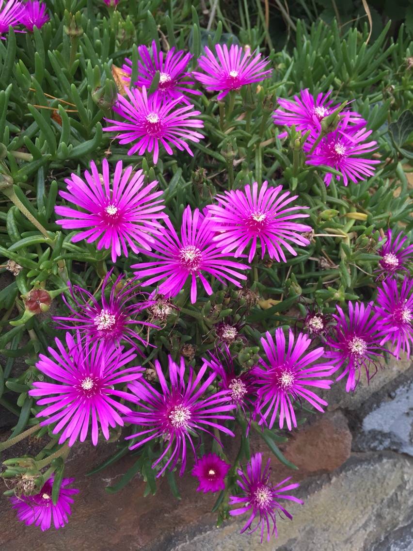 0313 사철채송화