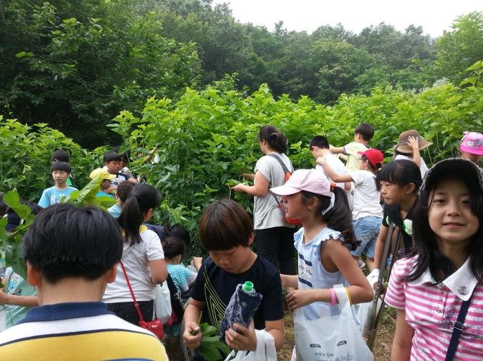 0502 송조농원 뽕잎 따기 체험