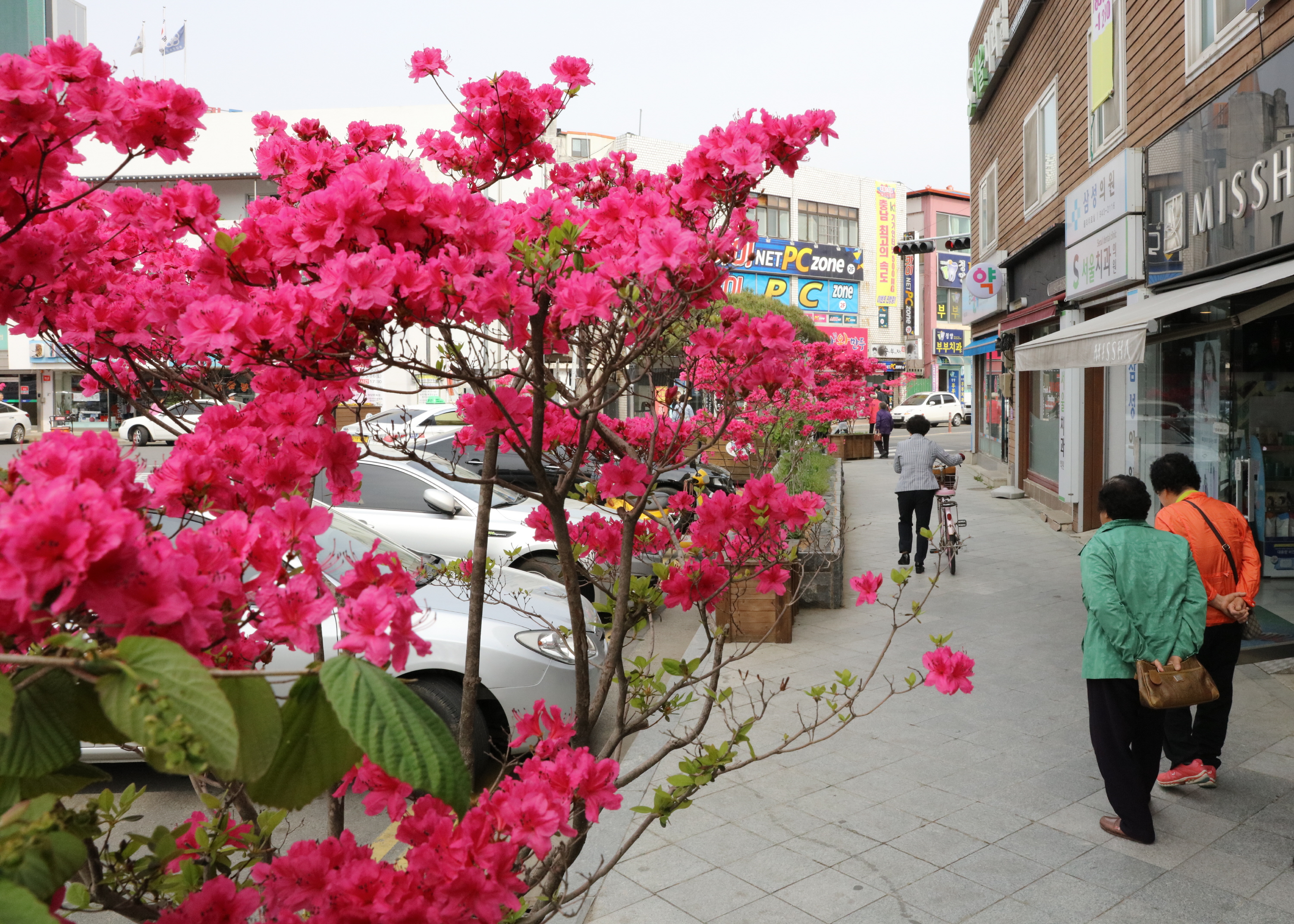 0502 청양 시가지 영산홍 만발1