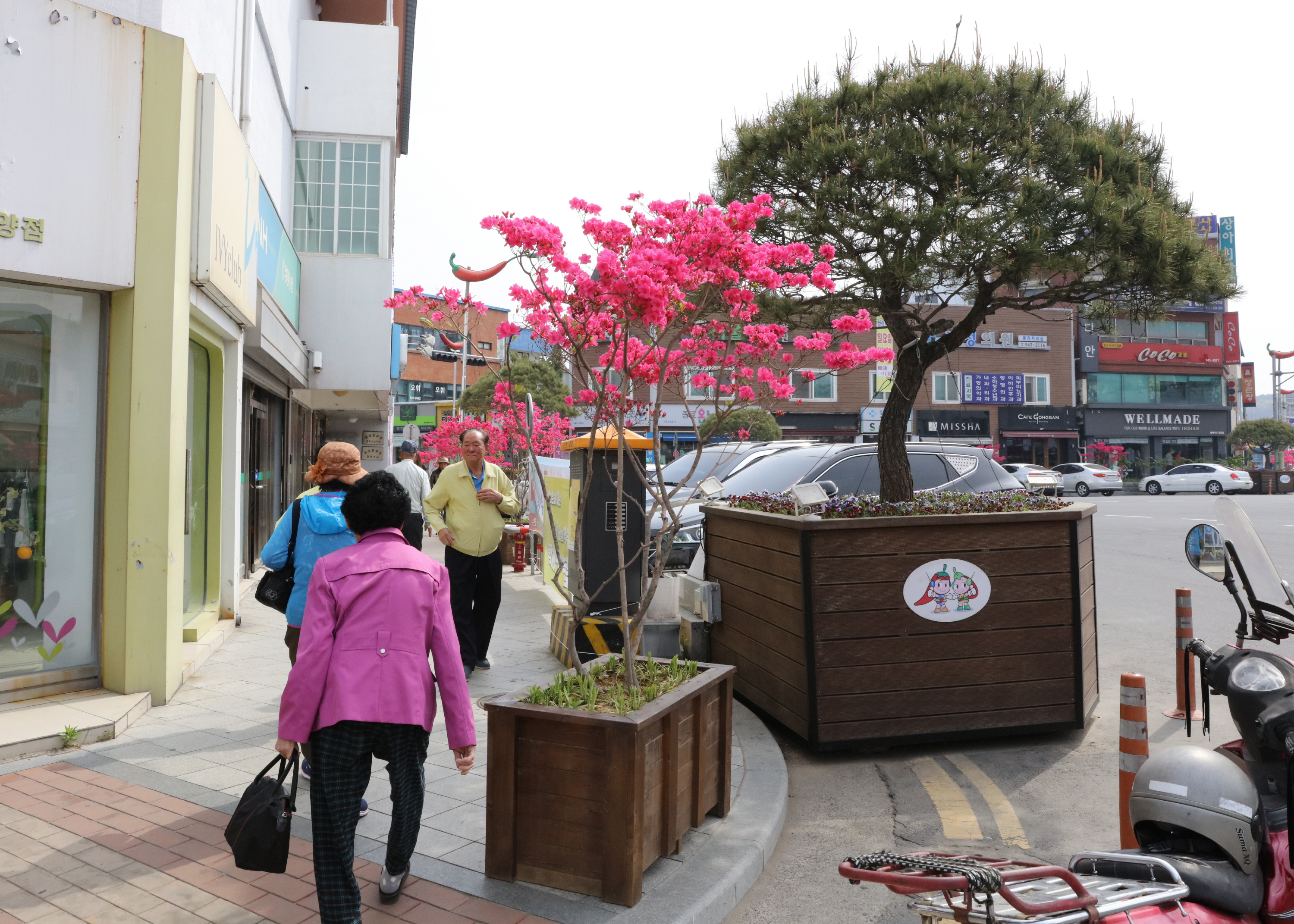 0502 청양 시가지 영산홍 만발2