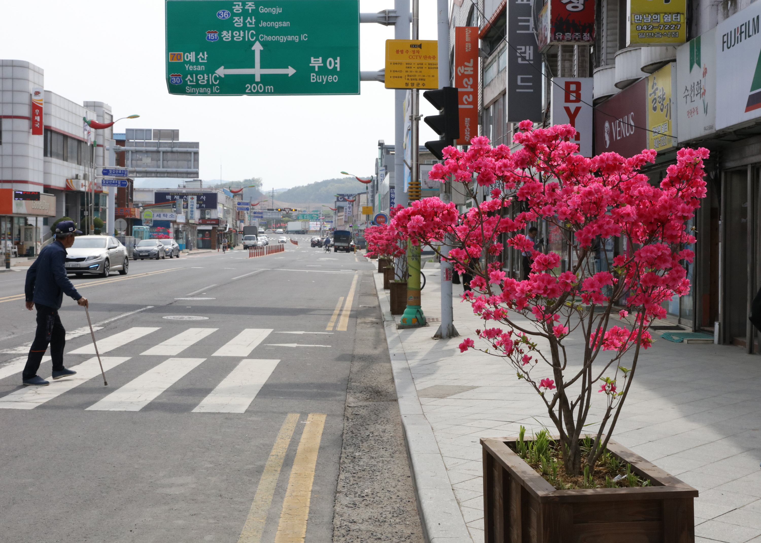 0502 청양 시가지 영산홍 만발3