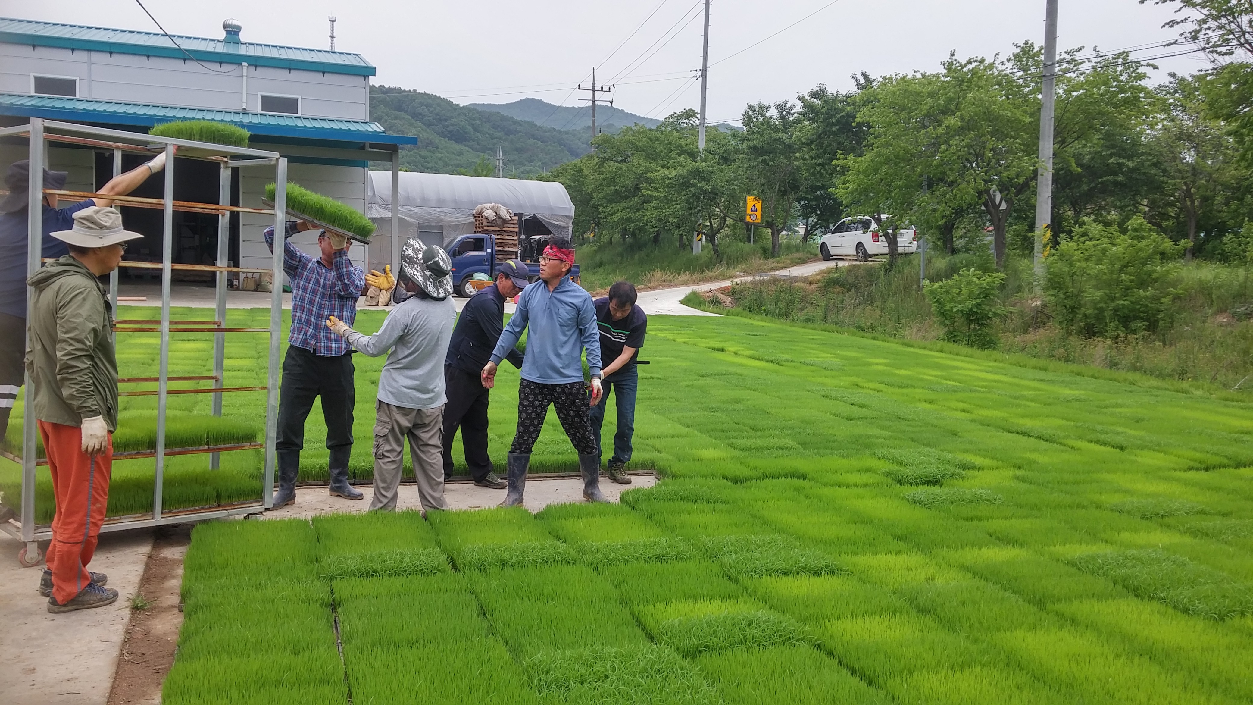 0512 장평면 벼 육묘장 일손돕기