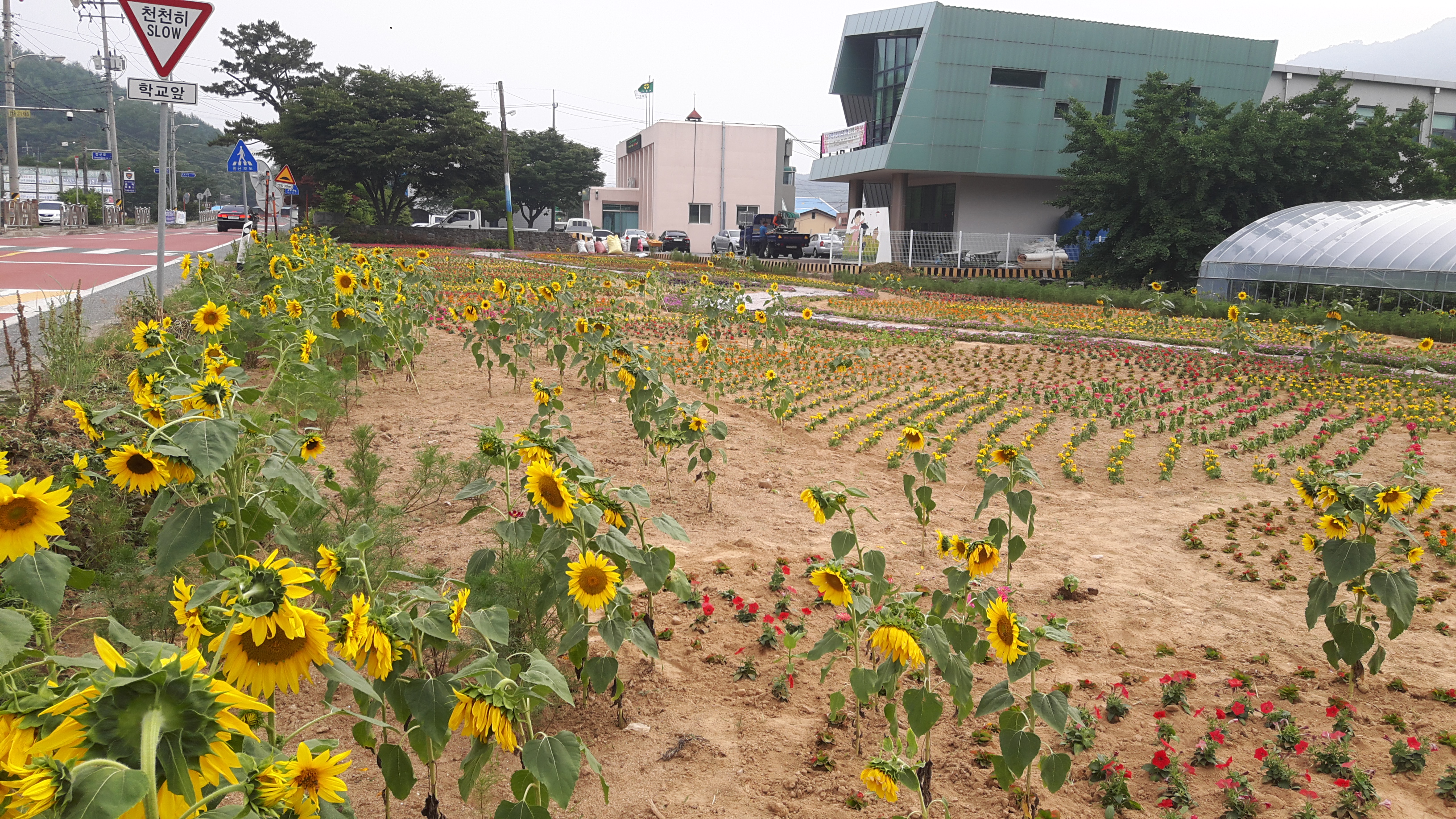 0703 운곡면 여름 꽃 공원2