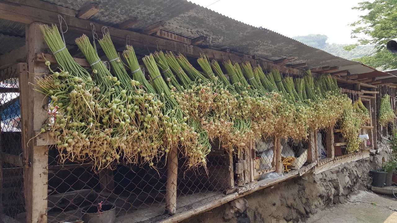 0704 씨마늘 생산농가에서 마늘주아를 말리고 있다.jpeg