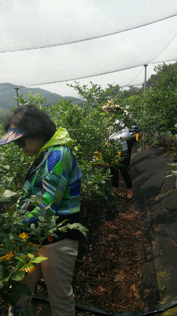 0707 블루베리 수확 체험1