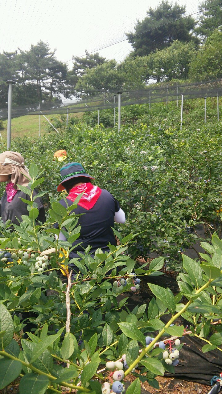 0707 블루베리 수확 체험2