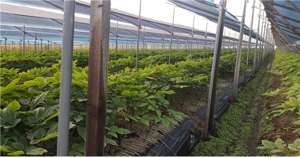 0801 목면 인삼재배의 메카