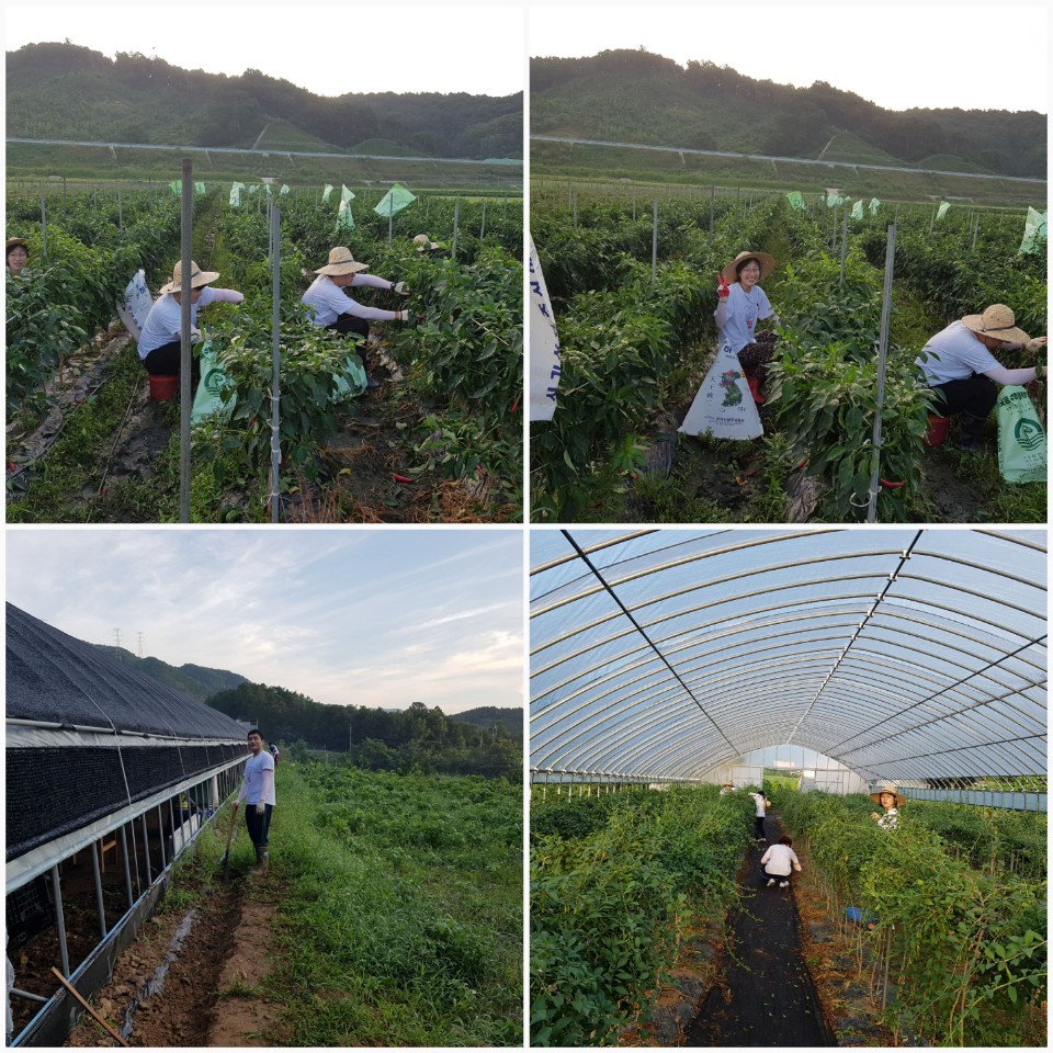 0809 농촌일손돕기 봉사활동.jpeg