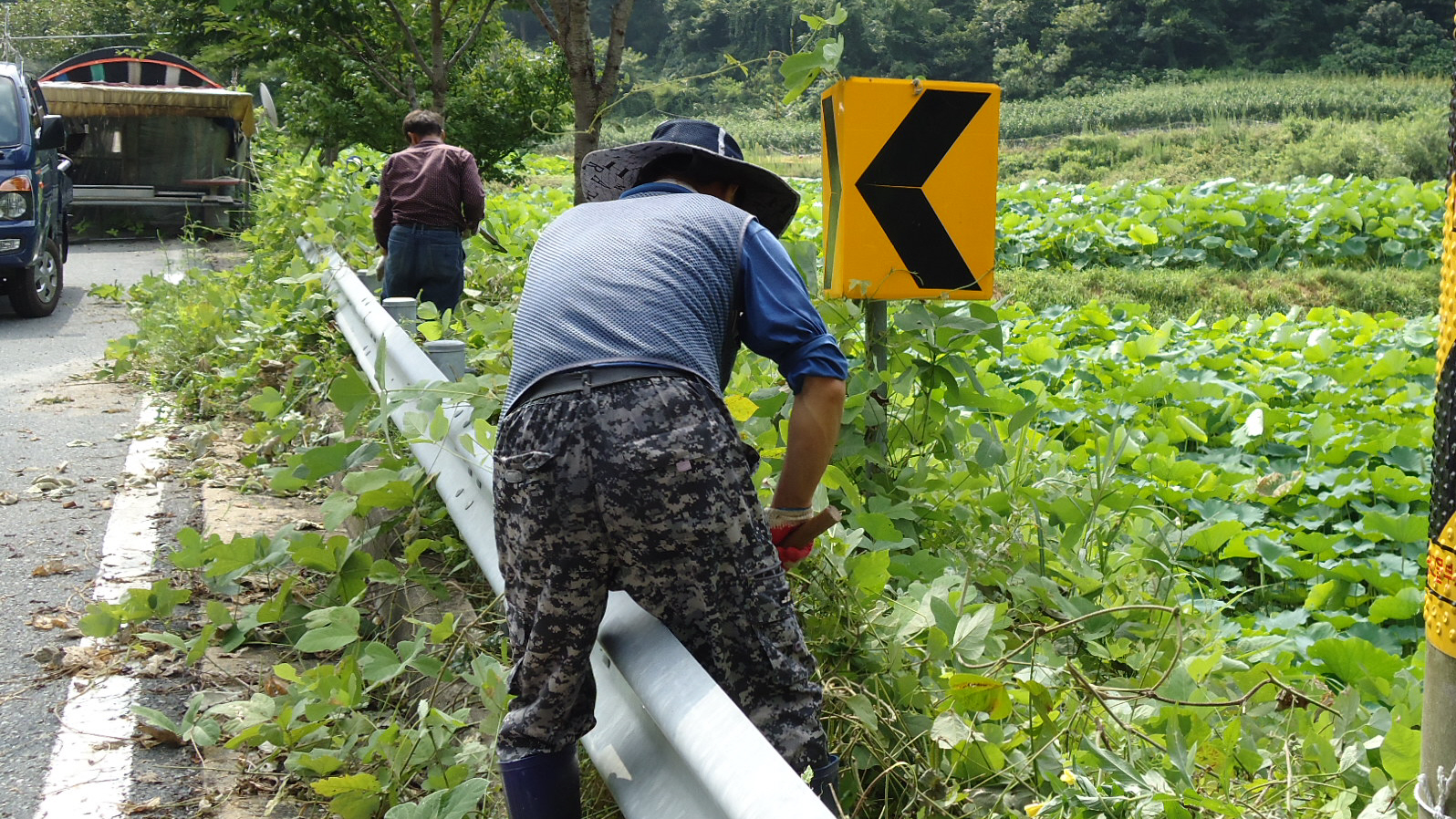 0810 대치면 도로변 칡넝쿨 제거