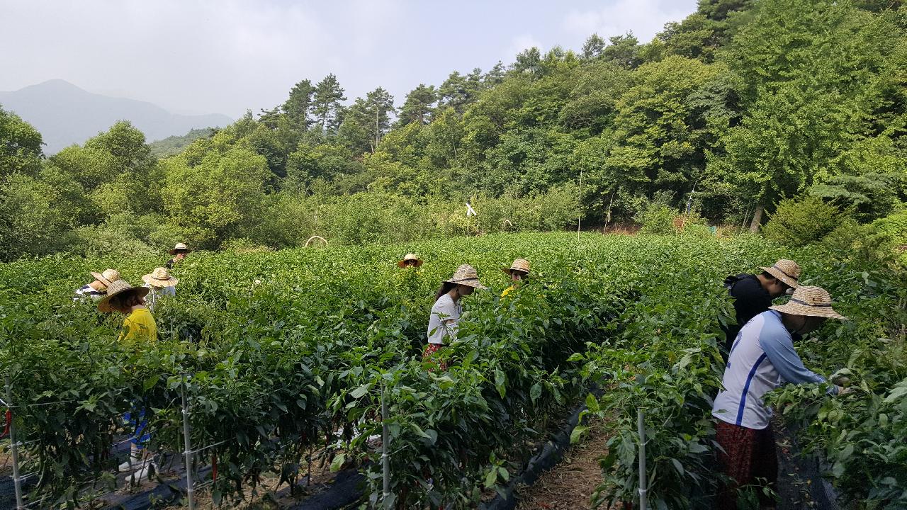 0814 남양면 농촌봉사활동