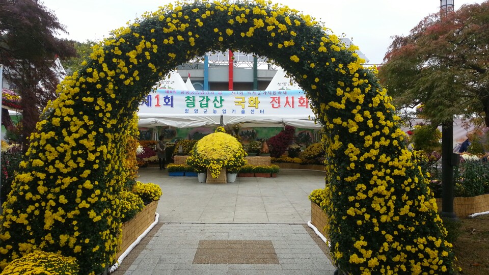 1016 칠갑산 국화전시회