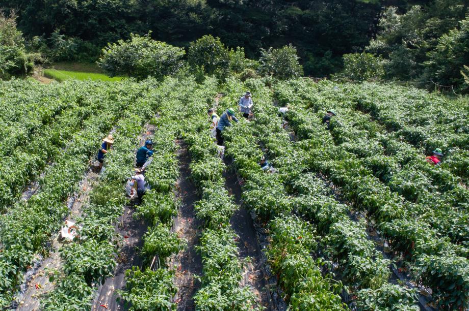 200818_호우피해 농가 일손돕기_0016