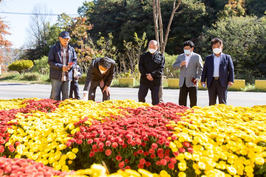 201023_구룡리 국화꽃 축제 준비 현장 방문_0001