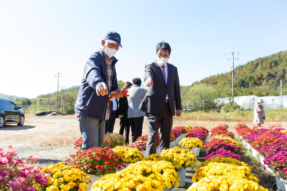 201023_구룡리 국화꽃 축제 준비 현장 방문_0007