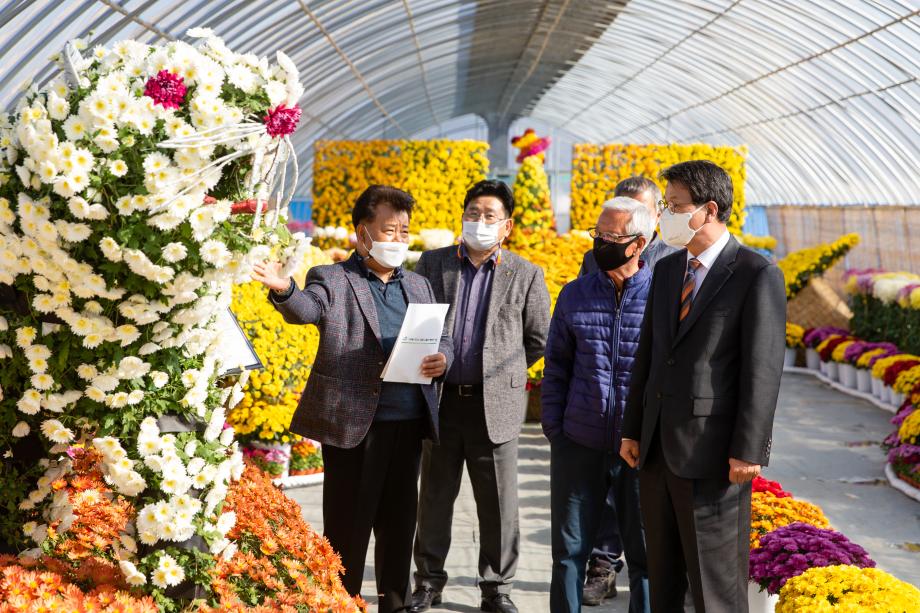 201110_2020년 청양의 국화정원_0001