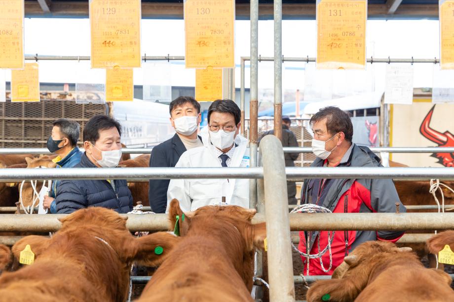 201113_한우 송아지 경매시장 현장 방문_0001