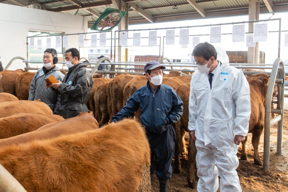 201113_한우 송아지 경매시장 현장 방문_0003