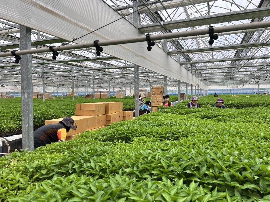 청양군, 고추묘 육묘에서 배송까지 한번에.png