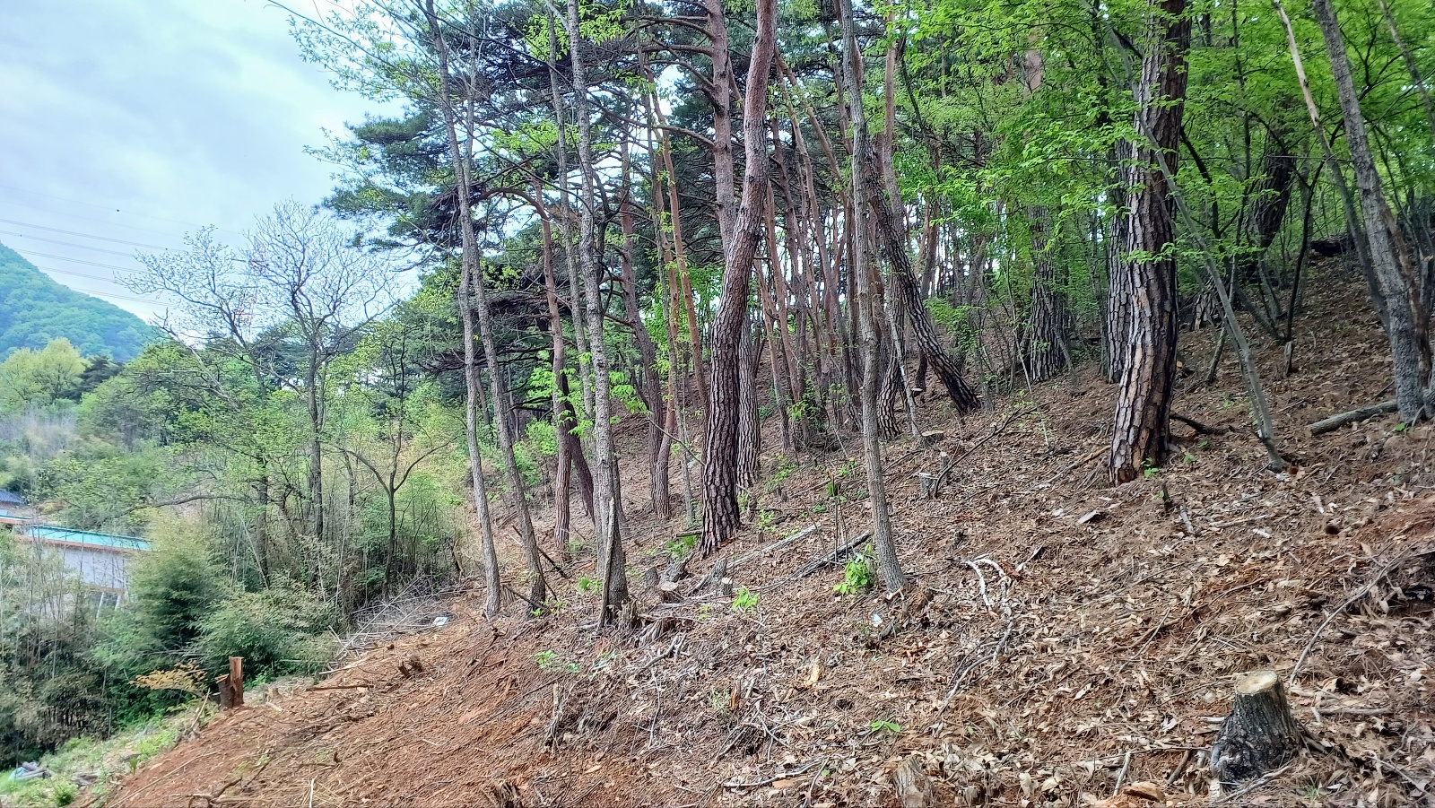 사진자료(산불예방 숲가꾸기사업지(’23년도 사업) 전경)