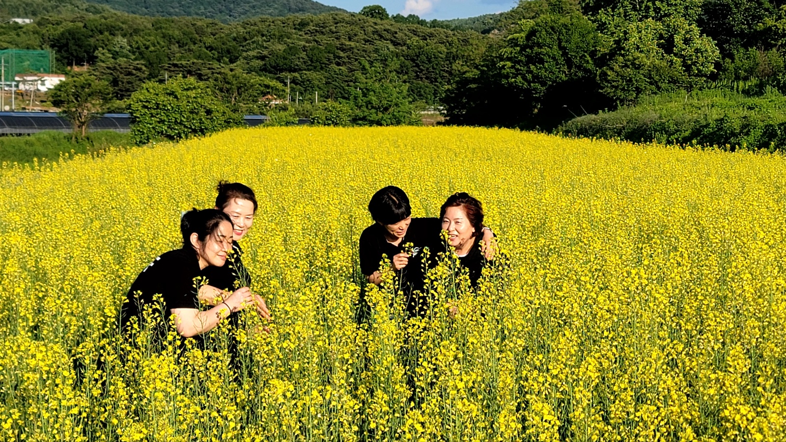 청양군 비봉면 강정리 일대 유채꽃 만개 1