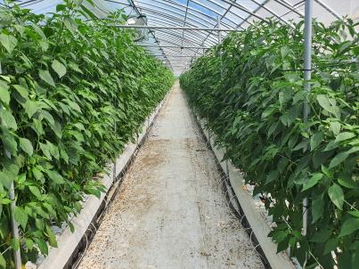 청양농기센터 시설채소 양액재배 품목 다변화 총력(고추)