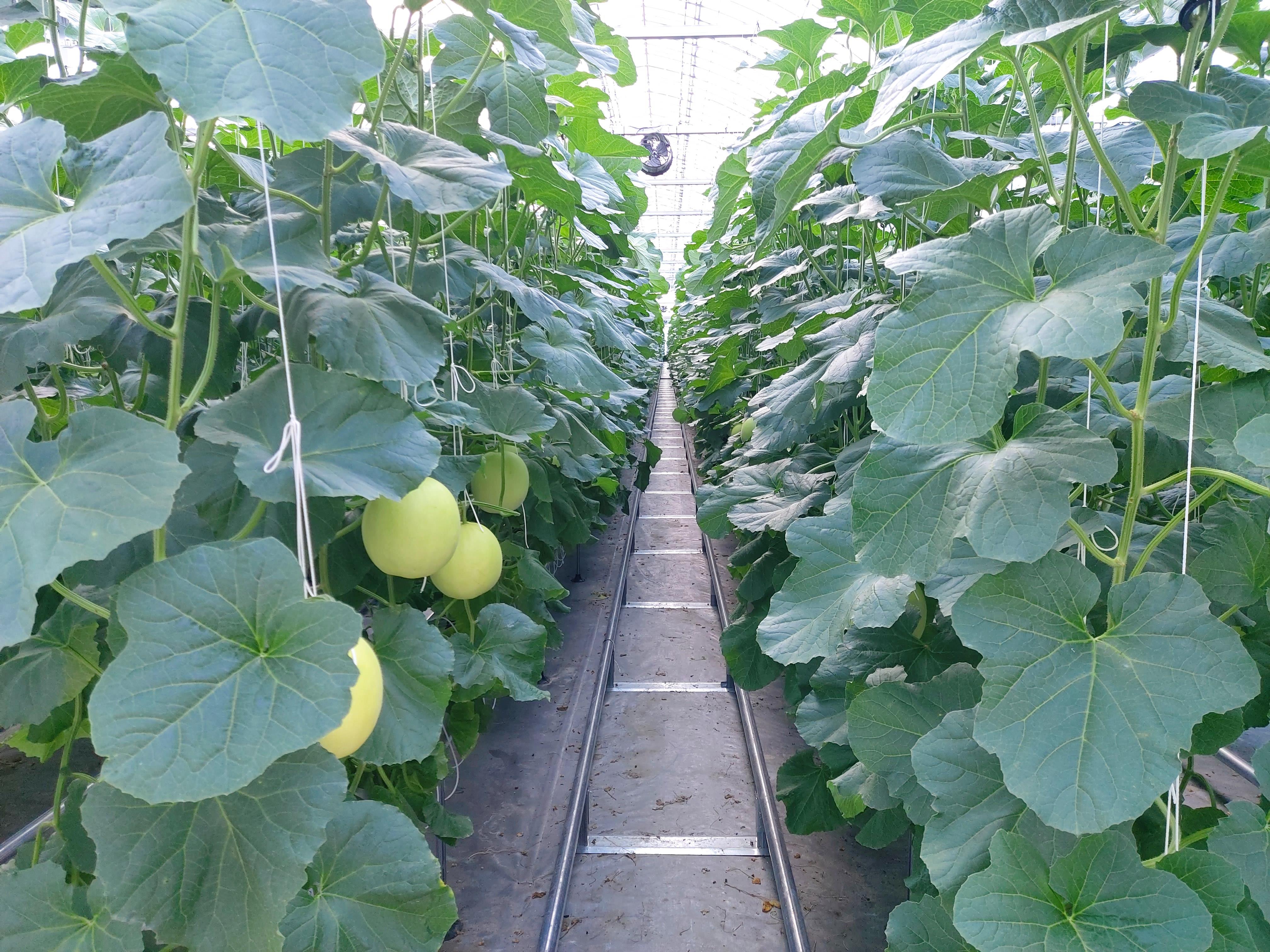 청양농기센터 시설채소 양액재배 품목 다변화 총력(멜론)