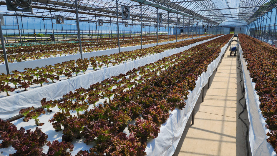 청양농기센터 시설채소 양액재배 품목