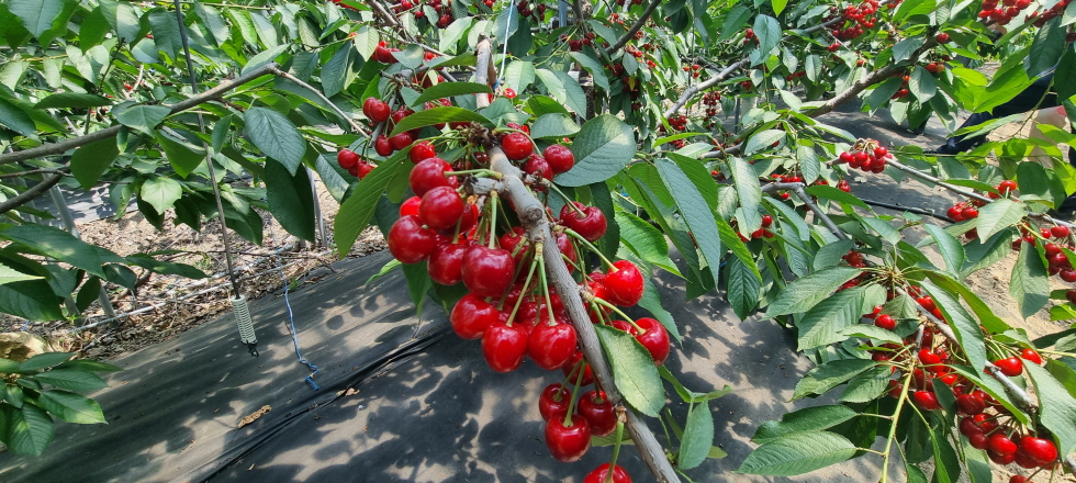 청양군 정산면에서 감동 체리를 만났다! 2