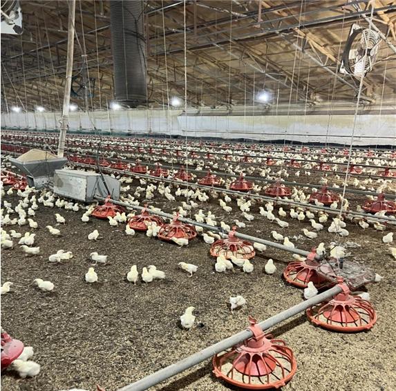 여름철 닭, 돼지 세심한 관리 당부