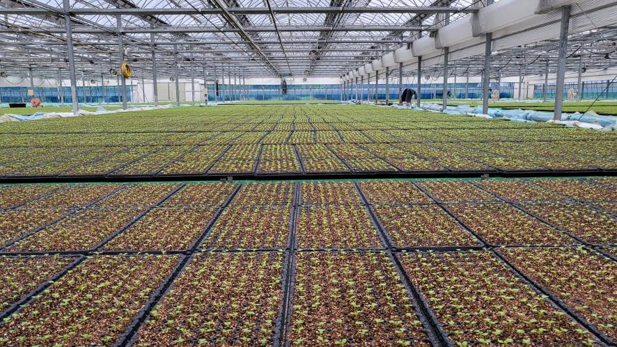 청양군 농업기술센터  가을배추묘 신청하세요