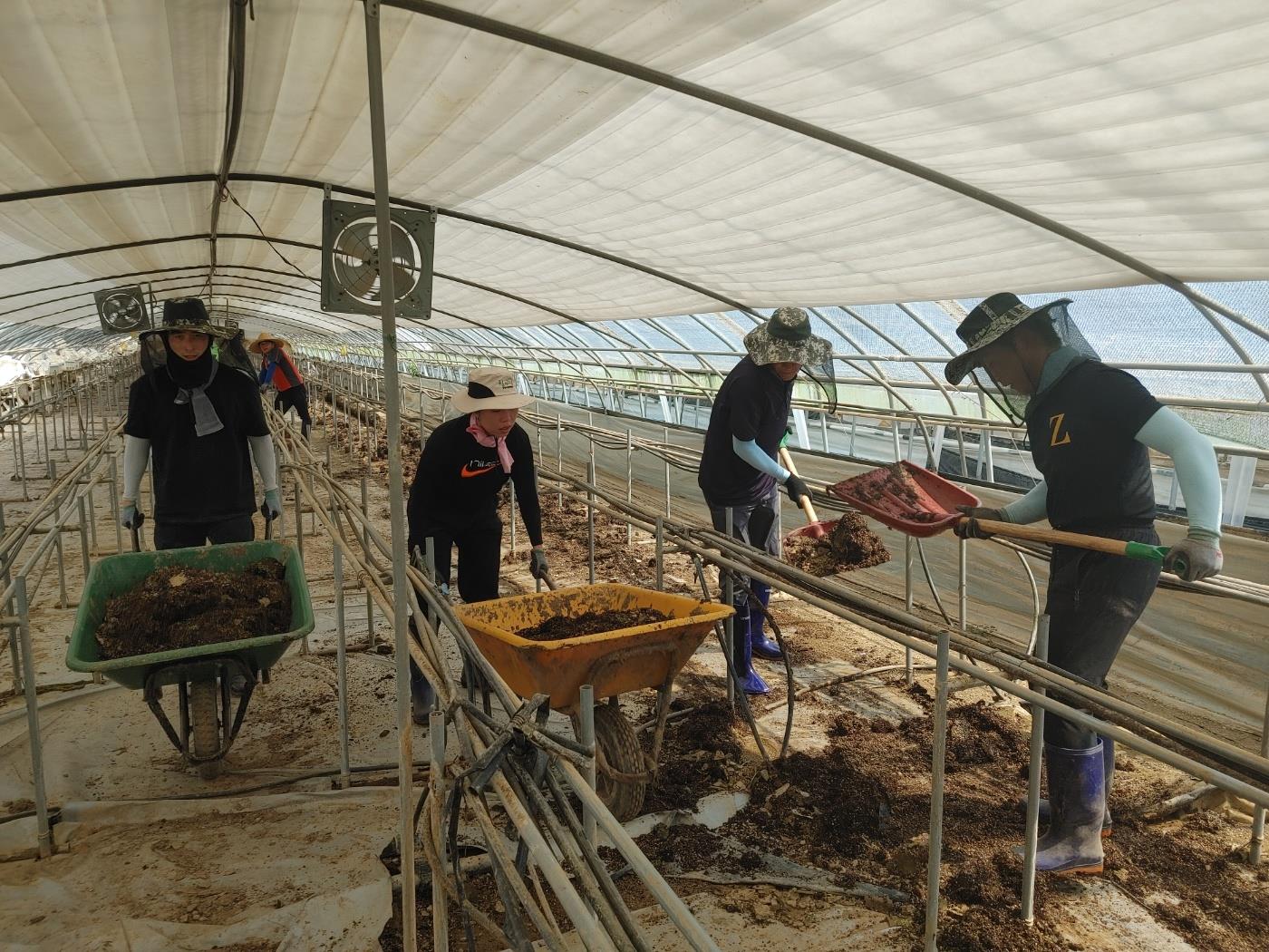 청양군 농업기술센터, 수해지역 일손돕기