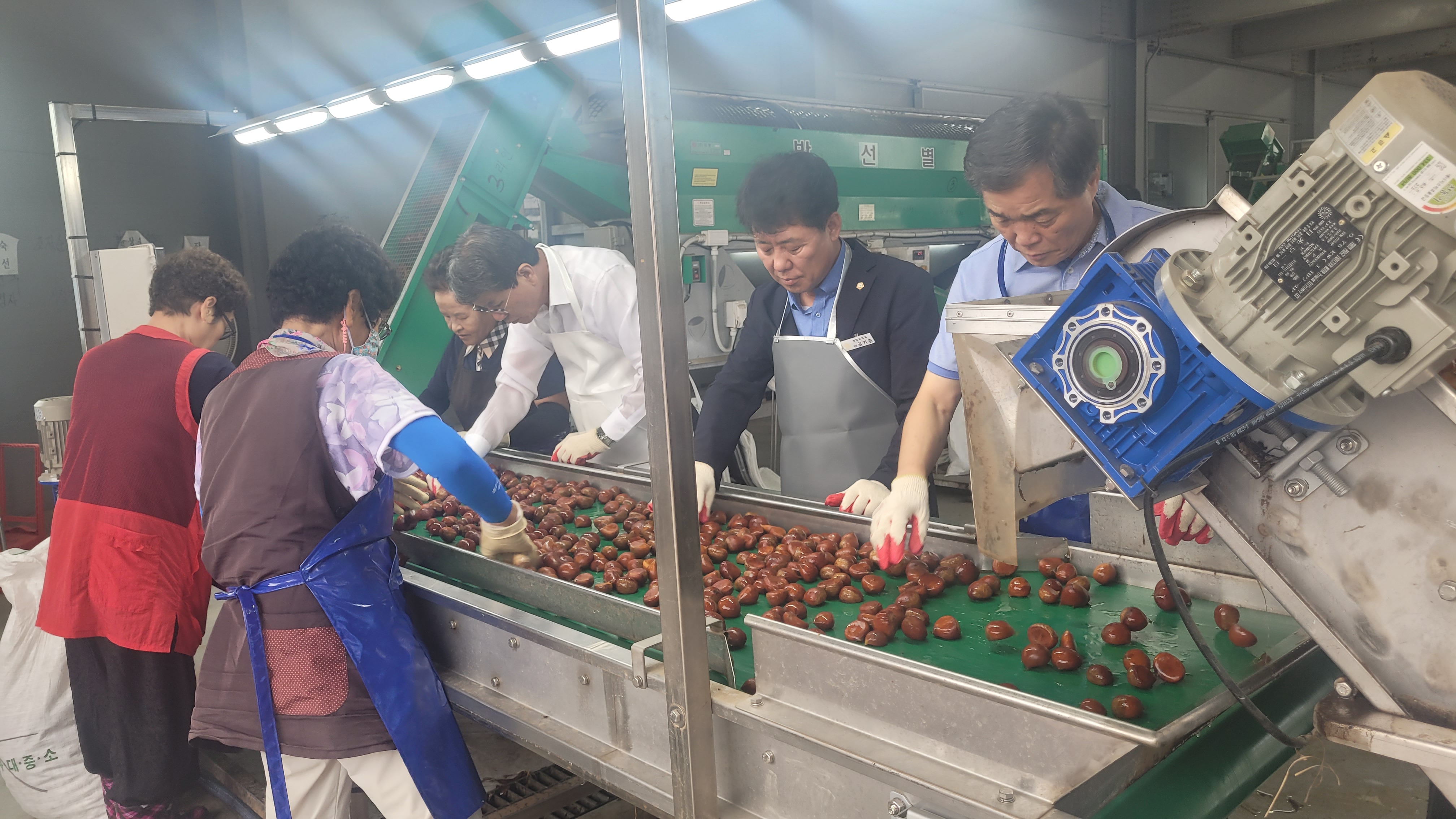 칠갑산 햇밤 본격 수매