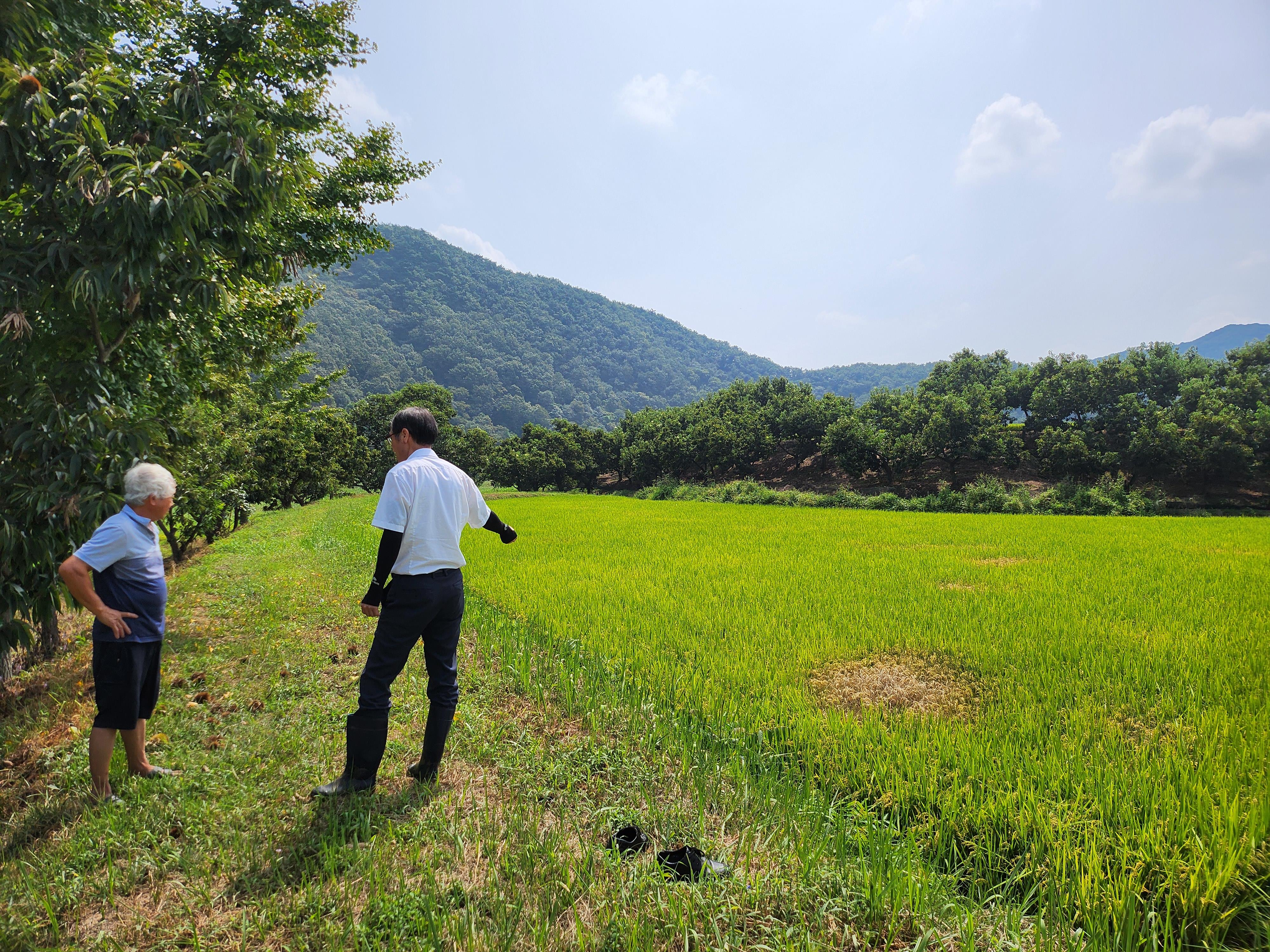 청양군  ‘벼멸구’ 긴급방제 약제 지원