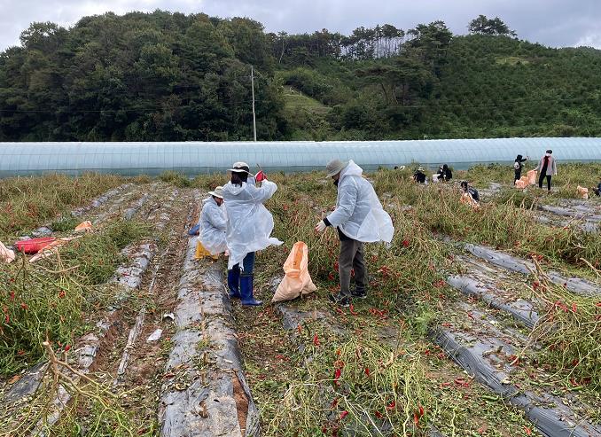 청양읍 직원 등 가을철 농촌일손돕기 실시