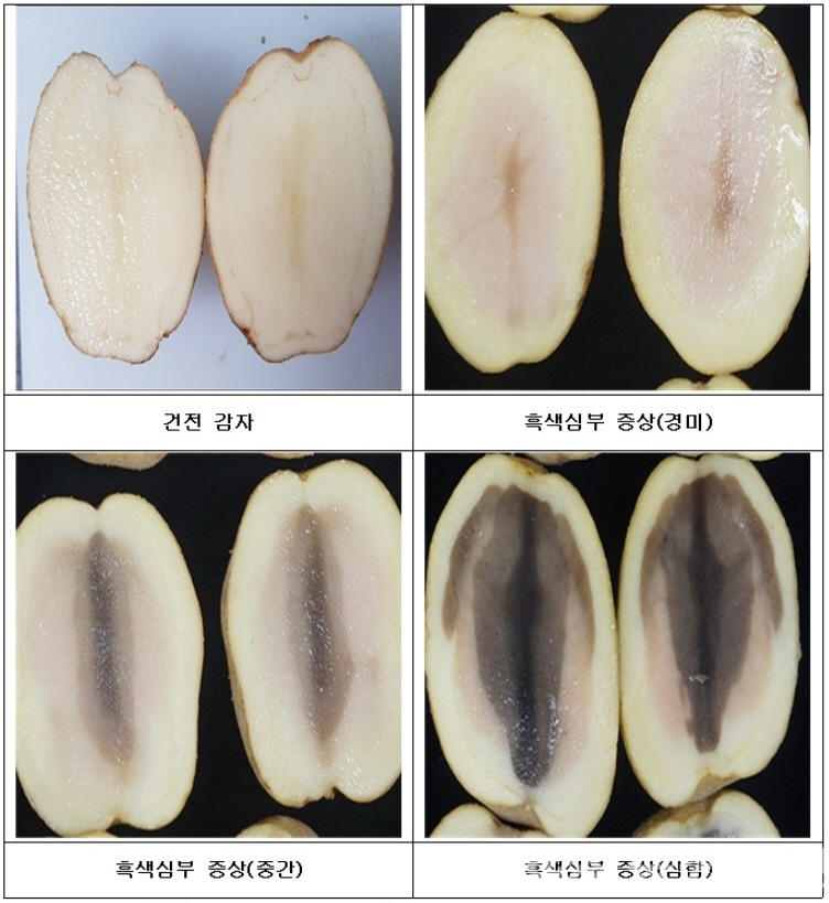 6.감자흑색심부병