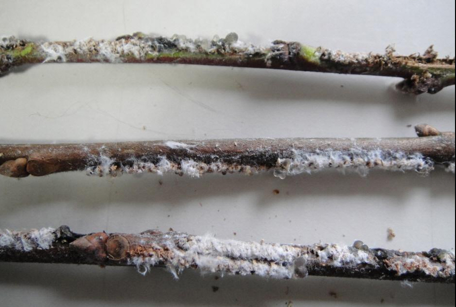 3.갈색날개매미충