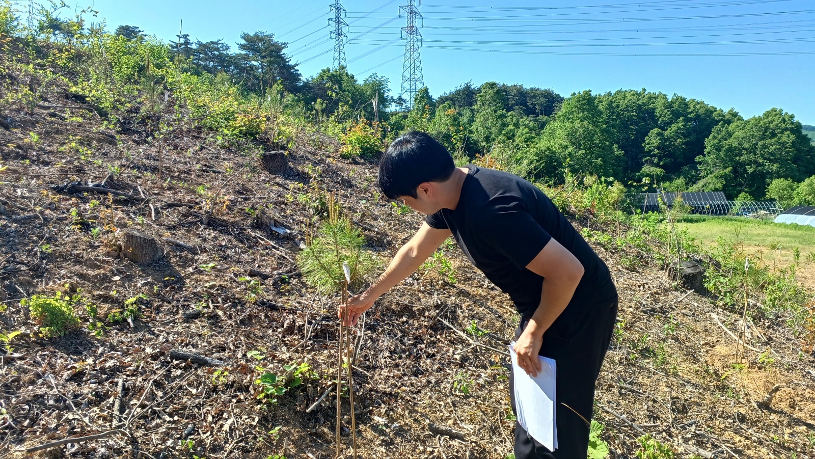 6.조림사업(소나무)
