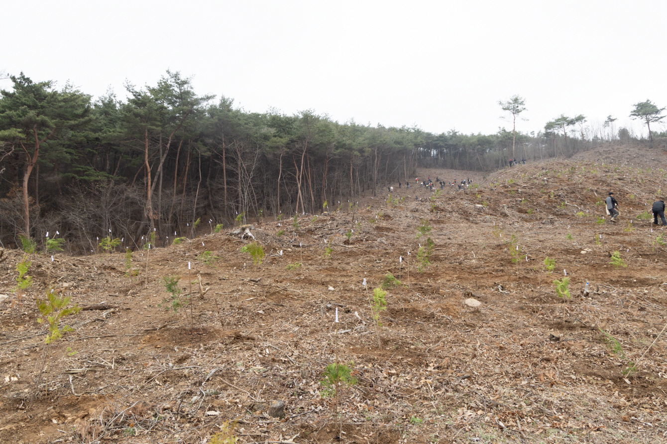 6.조림사업(편백나무)