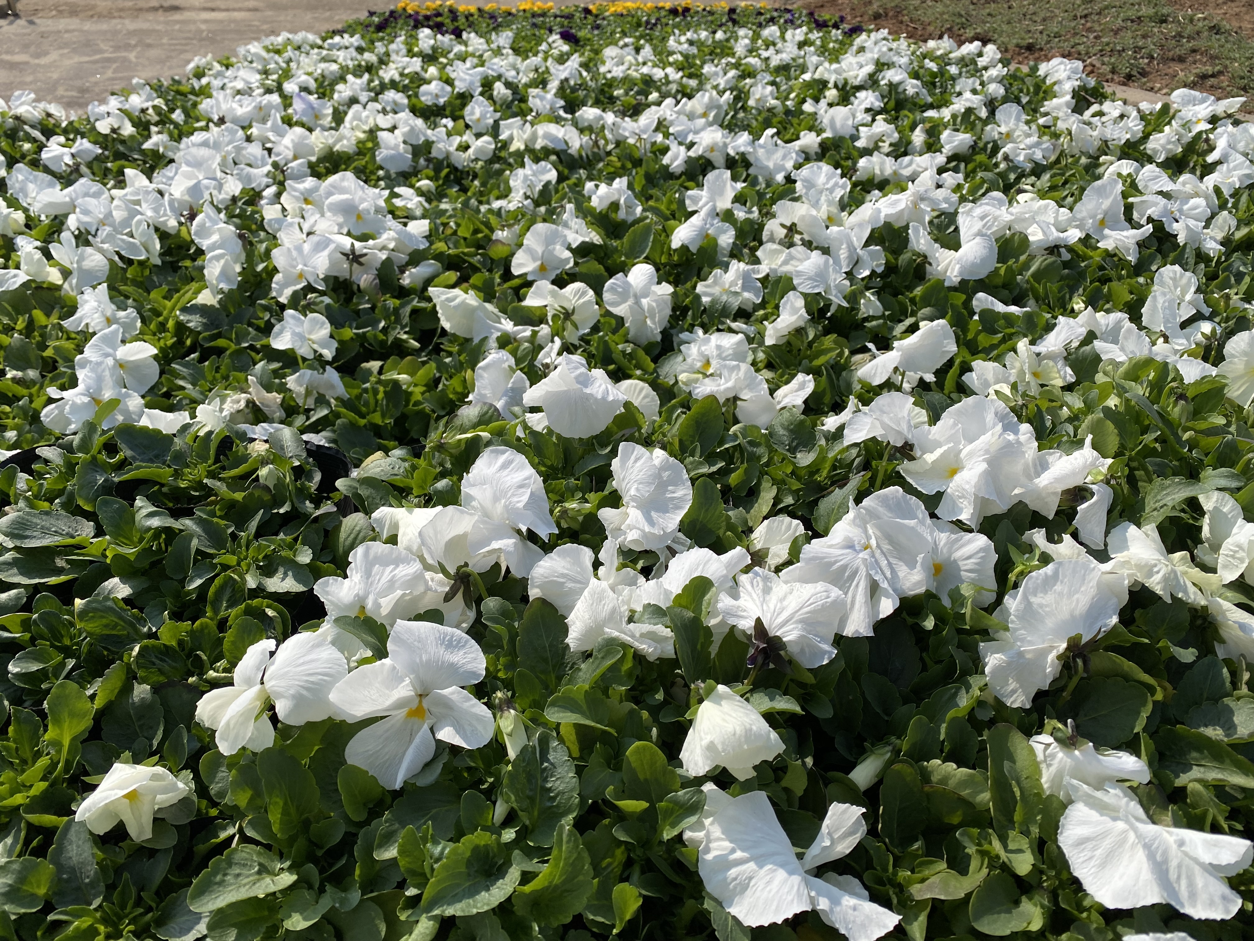 5.백세공원 정비(2)