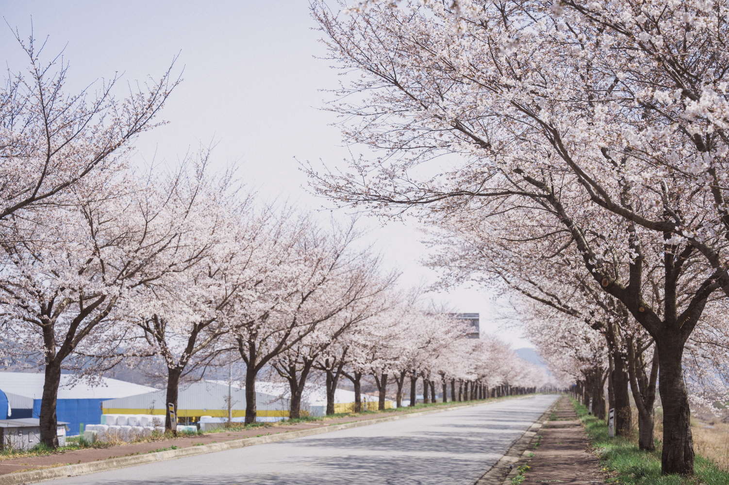 7. 제4회 청남면 토마토 벚꽃 문화축제 (사진)