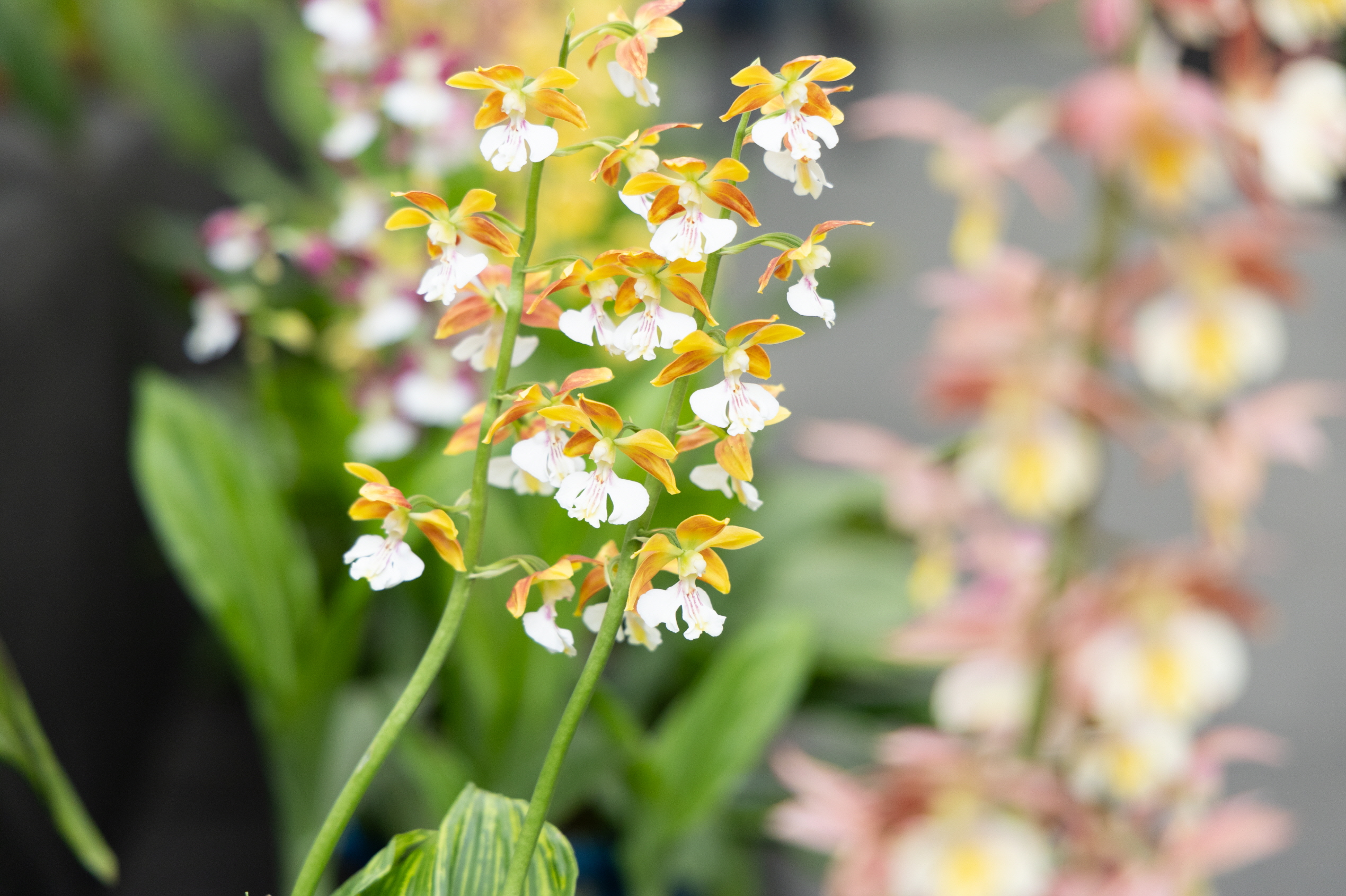 4. 청양 고운식물원 멸종위기식물 전시회 열려 2