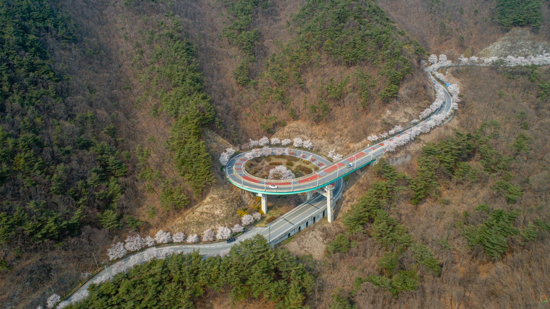 3. (2)청양 벚꽃길, 이번 주말 만개 예상(나선형도로 벚꽃길)