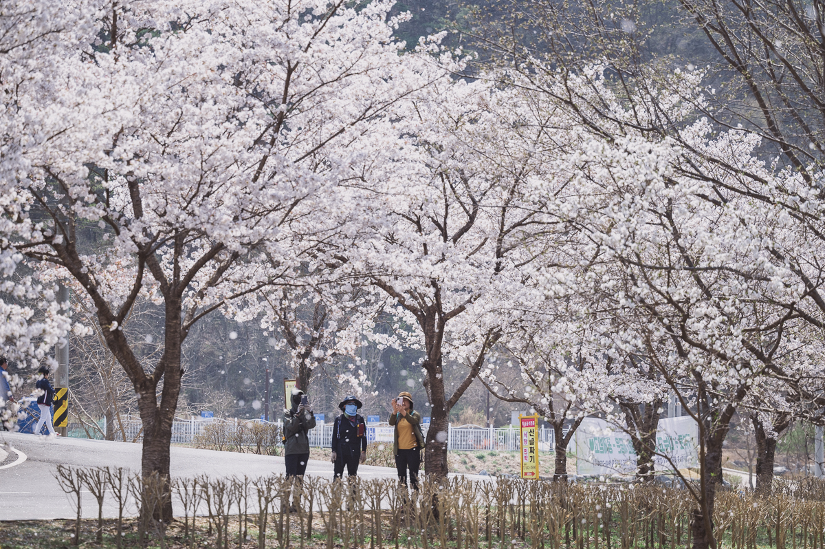 3. (3)청양 벚꽃길, 이번 주말 만개 예상(벚꽃길)